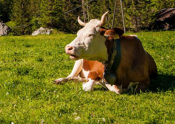 Корова лежит на лугу, фото животные фотография