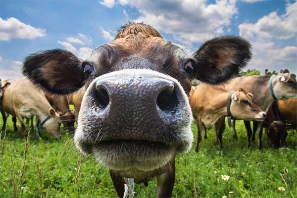 Любопытная корова, фото фотография картинка животные
