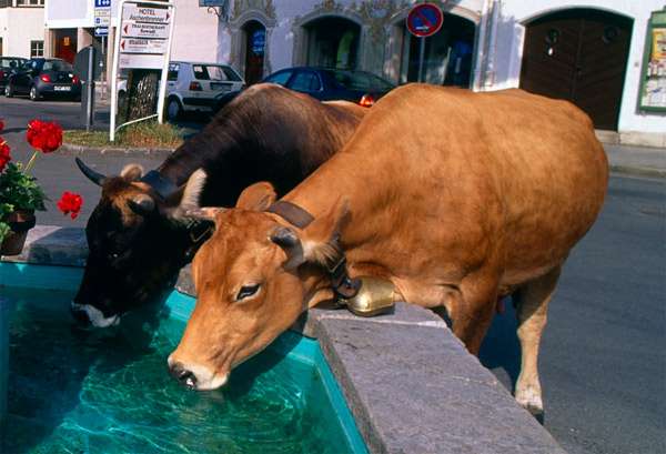 Коровы пьют воду, фото фотография картинка