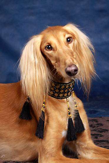Салюки, персидская борзая, фото собаки фотография породы собак