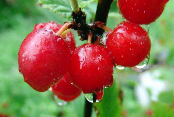 Спелые плоды вишни обыкновенной, или садовой (Cerasus vulgaris), фото растения фотография