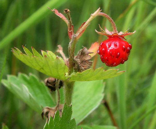 Земляника лесная (Fragaria vesca), фото лекарственные растения ягоды фотография