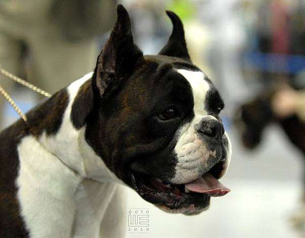 Немецкий боксер, фото породы собак фотография