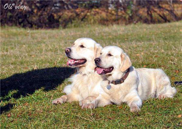 Золотистые ретриверы, фото собаки породы собак фотография