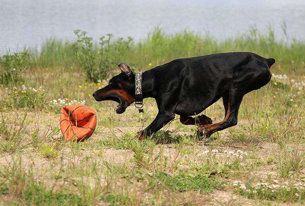 Доберман играющий с мячом, фото породы собак фотография