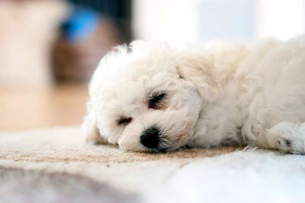 Спящий щенок бишона, фото фотография картинка породы собаки