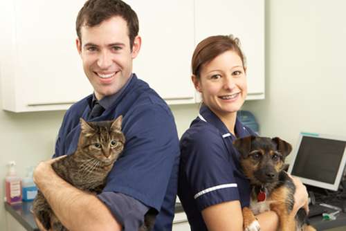 Ветеринарные врачи с домашними животными, фото фотография