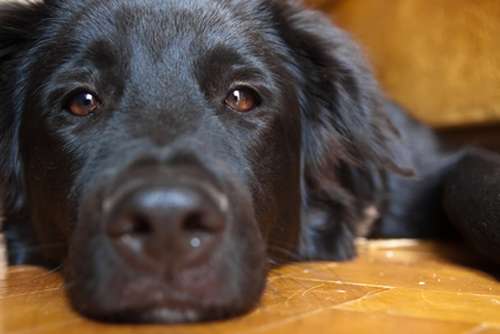 Черная грустная собака, фото здоровье собак фотография