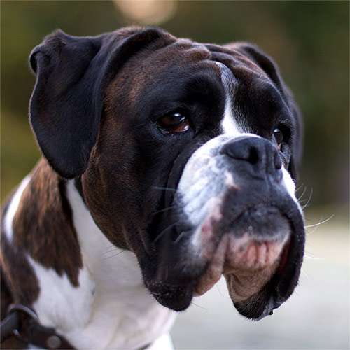 Морда боксера, фото породы служебных собак фотография картинка