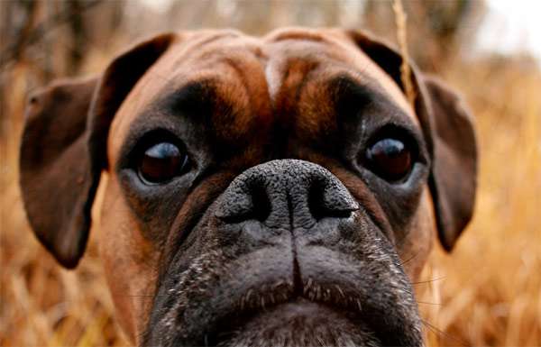 Любопытный боксер, фото породы служебных собак фотография картинка