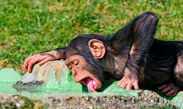 Шимпанзе пьет воду, фото обезьяны фотография
