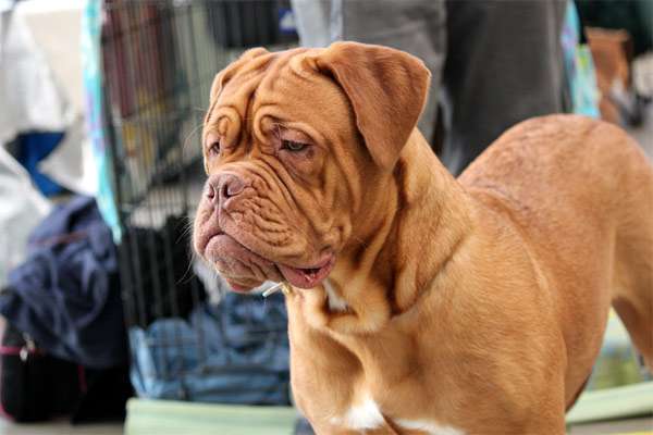 Бордоский дог, фото фотография породы собаки изображение