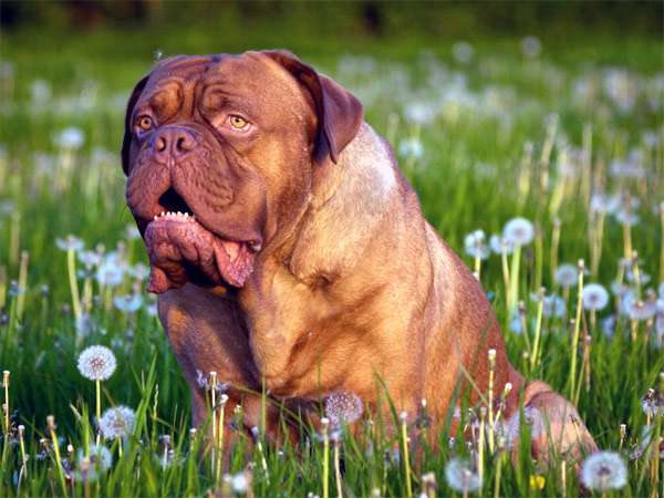 Бордоский дог, фото фотография собаки картинка