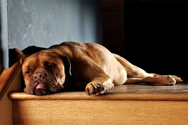 Бордоский дог, фото крупные породы собак фотография картинка