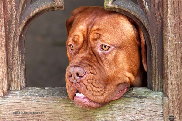 Бордоский дог, фото породы собаки фотография