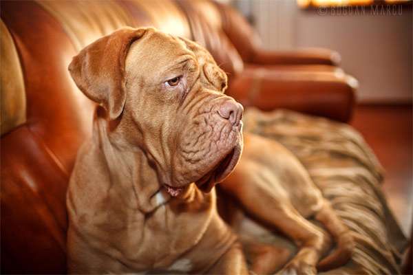Бордоский дог, фото породы собаки фотография картинка