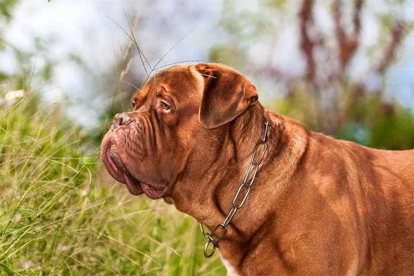 Бордоский дог, фото крупные породы собак изображение