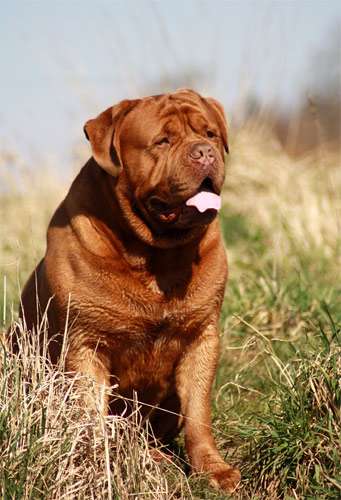 Бордоский дог, фото породы собаки фотография картинка