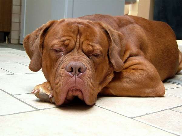 Спящий бордоский дог, фото породы собак фотография изображение