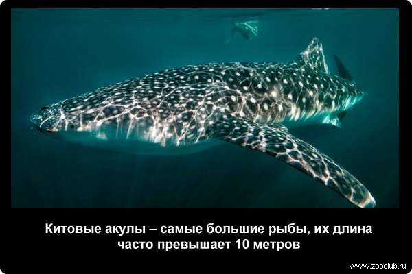Китовые акулы - самые большие рыбы, их длина часто превышает 10 метров