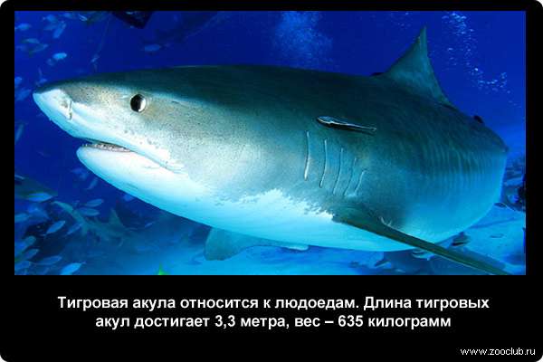 Тигровая акула (Galeocerdo cuvier) относится к людоедам. Длина тигровых акул достигает 3,3 метра, вес - 635 килограмм