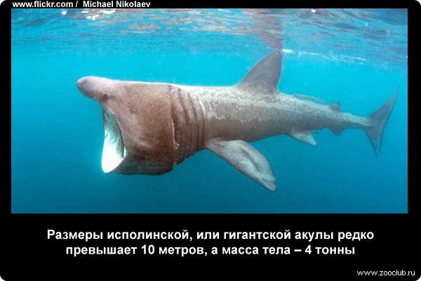 Размеры исполинской, или гигантской акулы (Cetorhinus maximus) редко превышает 10 метров, а масса тела - 4 тонны