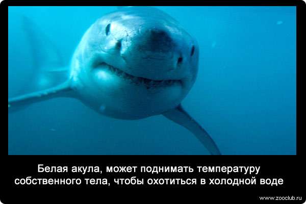 Белая акула, может поднимать температуру собственного тела, чтобы охотиться в холодной воде