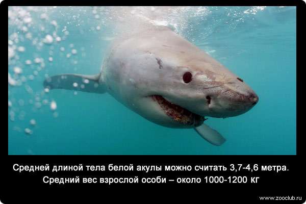 Большие белые акулы при охоте на морских котиков используют стратегию серийных убийц