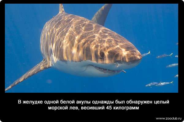 В желудке одной белой акулы однажды был обнаружен целый морской лев, весивший 45 килограмм