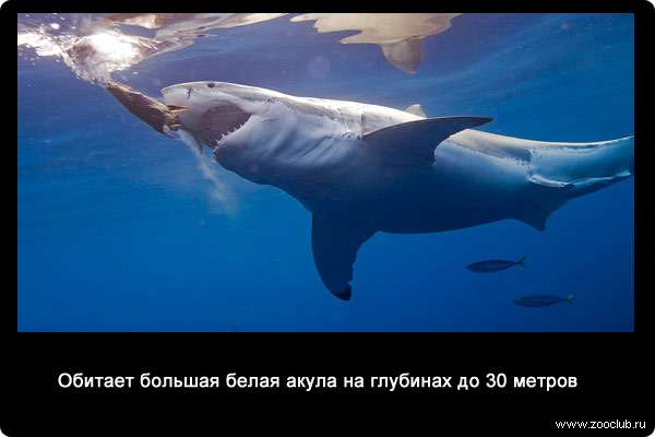 Обитает большая белая акула на глубинах до 30 метров