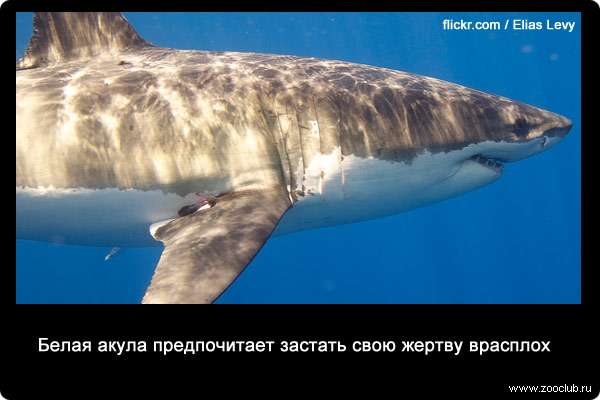 Белая акула предпочитает застать свою жертву врасплох