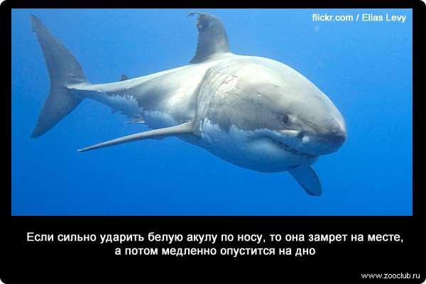 Если сильно ударить белую акулу по носу, то она замрет на месте, а потом медленно опустится на дно
