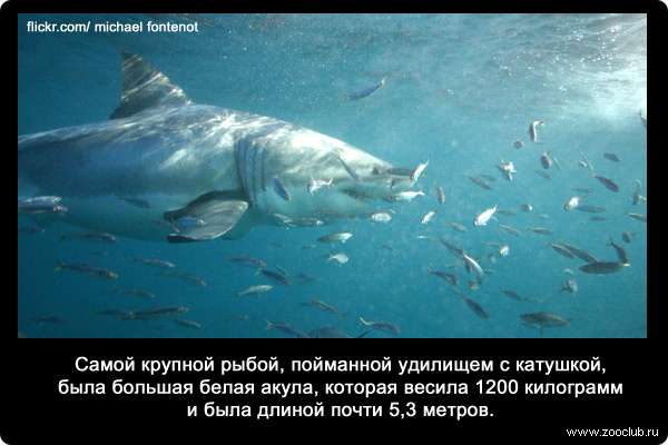 Самой крупной рыбой, пойманной удилищем с катушкой, была большая белая акула, которая весила 1200 килограмм и была длиной почти 5,3 метров