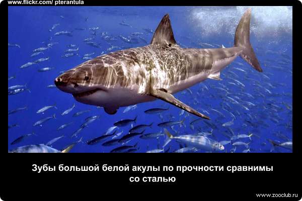 Зубы большой белой акулы по прочности сравнимы со сталью