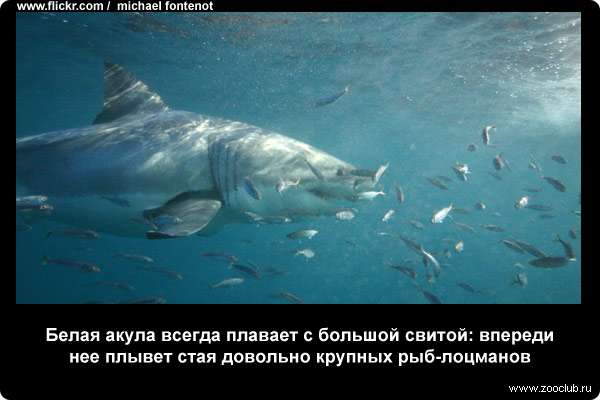 Белая акула всегда плавает с большой свитой: впереди нее плывет стая довольно крупных рыб-лоцманов