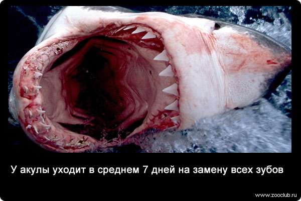 У акулы уходит в среднем 7 дней на замену всех зубов