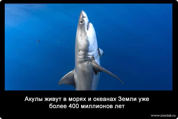 Акулы живут в морях и океанах Земли уже более 400 миллионов лет