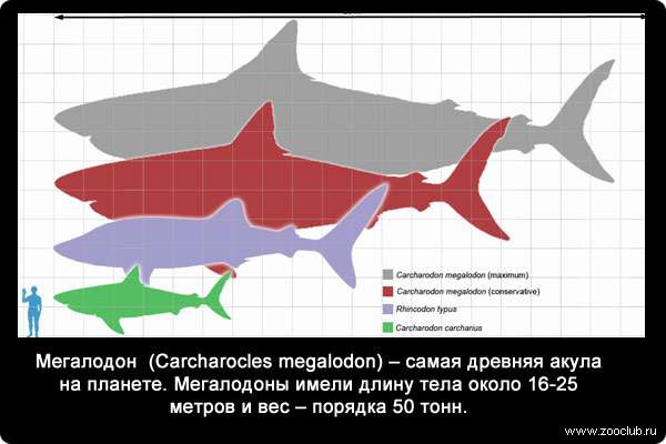 Мегалодон (Carcharocles megalodon) - самая древняя акула на планете. Мегалодоны имели длину тела около 16-25 метров и вес - порядка 50 тонн