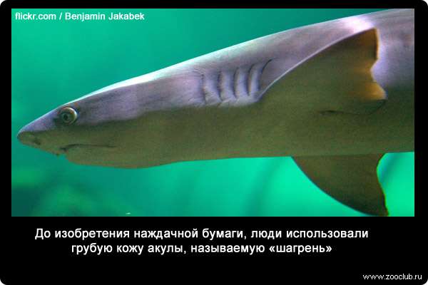До изобретения наждачной бумаги, люди использовали грубую кожу акулы, называемую шагрень