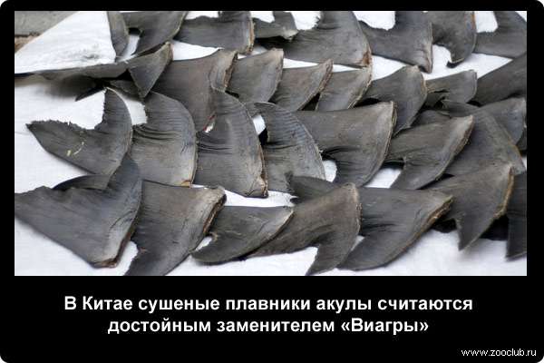 В Китае сушеные плавники акулы считаются достойным заменителем Виагры