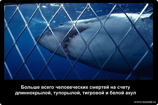 Больше всего человеческих смертей на счету длиннокрылой, тупорылой, тигровой и белой акул
