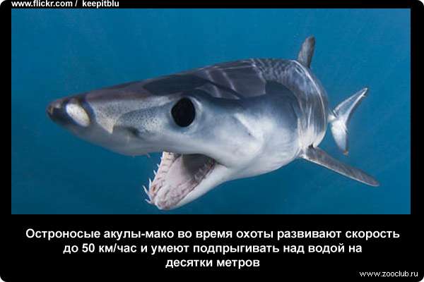 Остроносая акула-мако (Isurus oxyrinchus)  во время охоты развивают скорость до 50 км/час и умеют подпрыгивать над водой на десятки метров