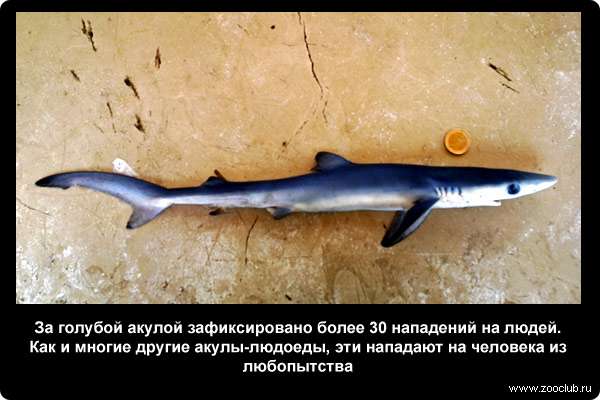 За голубой акулой (Prionace glauca) зафиксировано более 30 нападений на людей. Как и многие другие акулы-людоеды, эти нападают на человека из любопытства