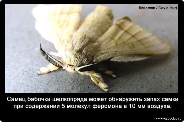  Самец бабочки шелкопряда может обнаружить запах самки при содержании 5 молекул феромона в 10 мм воздуха