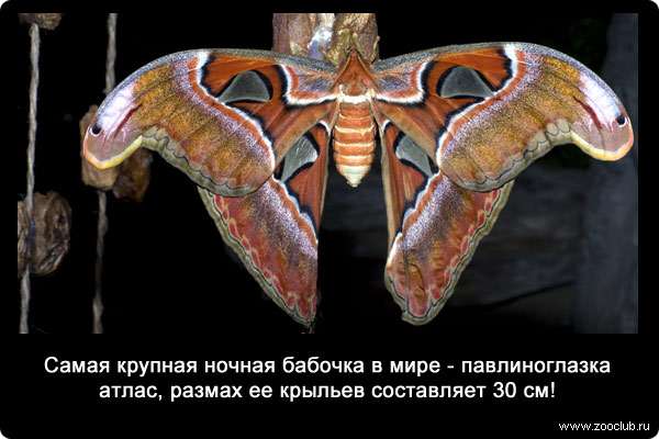  Самая крупная ночная бабочка в мире - павлиноглазка атлас, размах ее крыльев составляет 30 см
