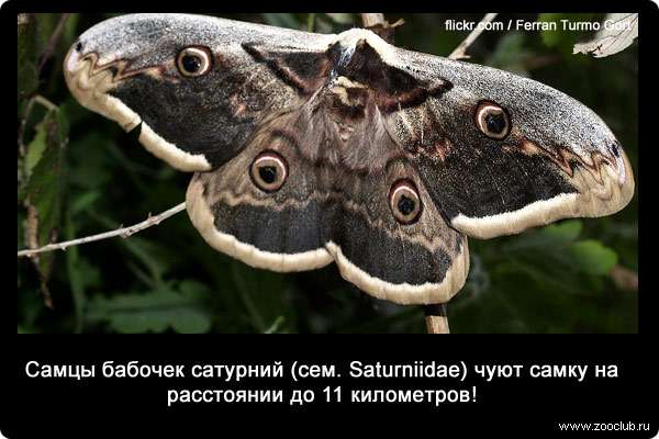 Самцы бабочек сатурний (Saturniidae) чуют самку на расстоянии до 11 километров