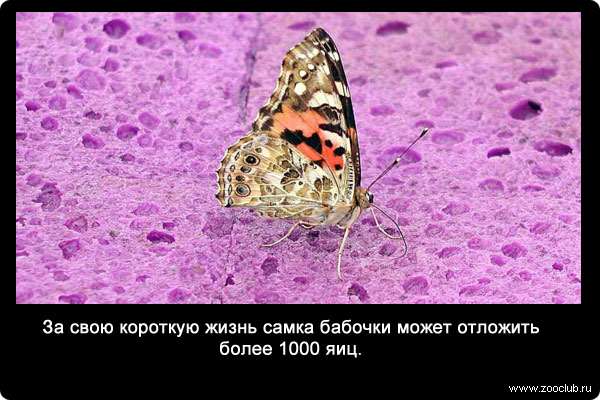  За свою короткую жизнь самка бабочки может отложить более 1000 яиц