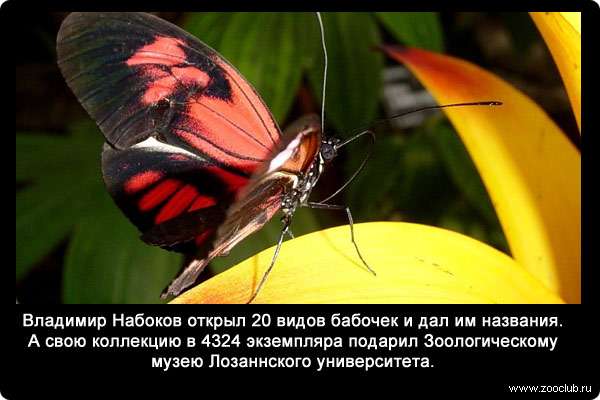  Владимир Набоков открыл 20 видов бабочек и дал им названия. А свою коллекцию в 4324 экземпляра подарил Зоологическому музею Лозаннского университета