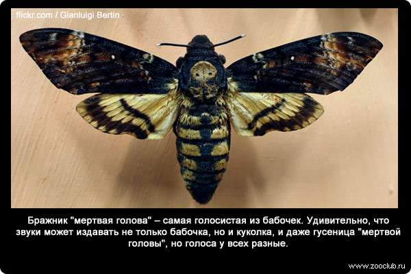  Бражник мертвая голова (Acherontia atropos) - самая голосистая из бабочек. Удивительно, что звуки может издавать не только бабочка, но и куколка, и даже гусеница мертвой головы, но голоса у всех разные