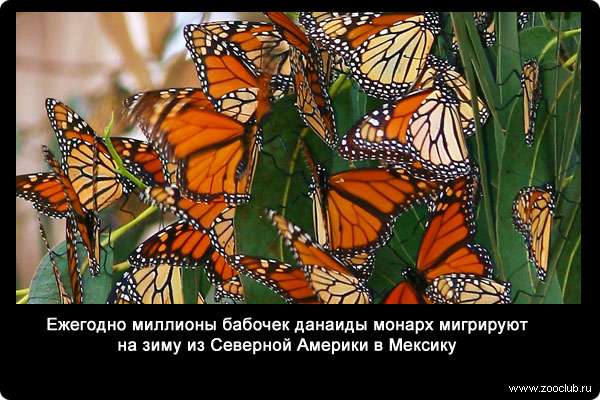  Ежегодно миллионы бабочек данаиды монарх (Danaus plexippus) мигрируют на зиму из Северной Америки в Мексику